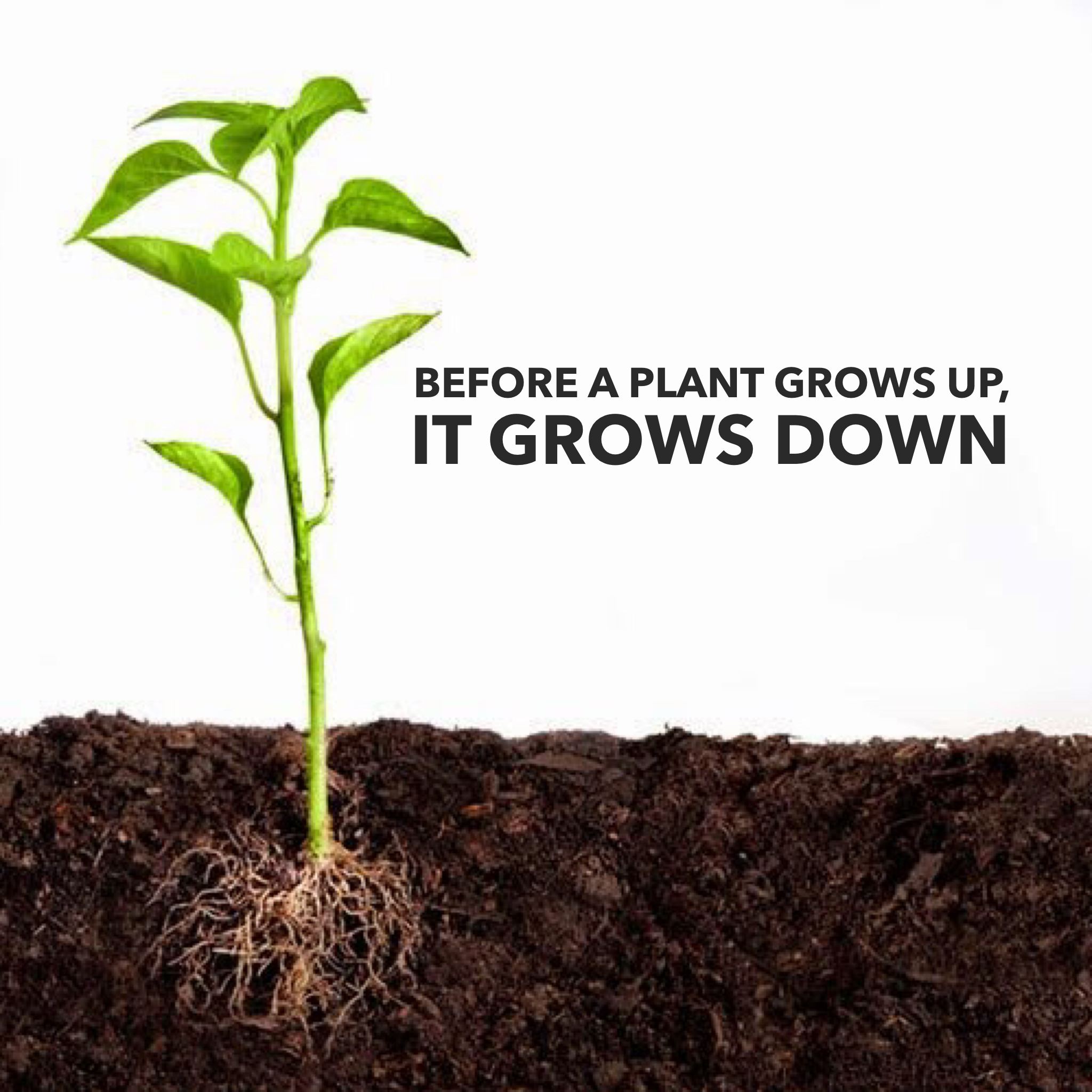 Росток с корнями. Растения в почве. Plant root. Почва и рост растений. Grown down