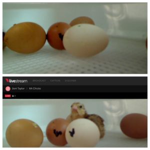 Chicken Eggs Quality Time